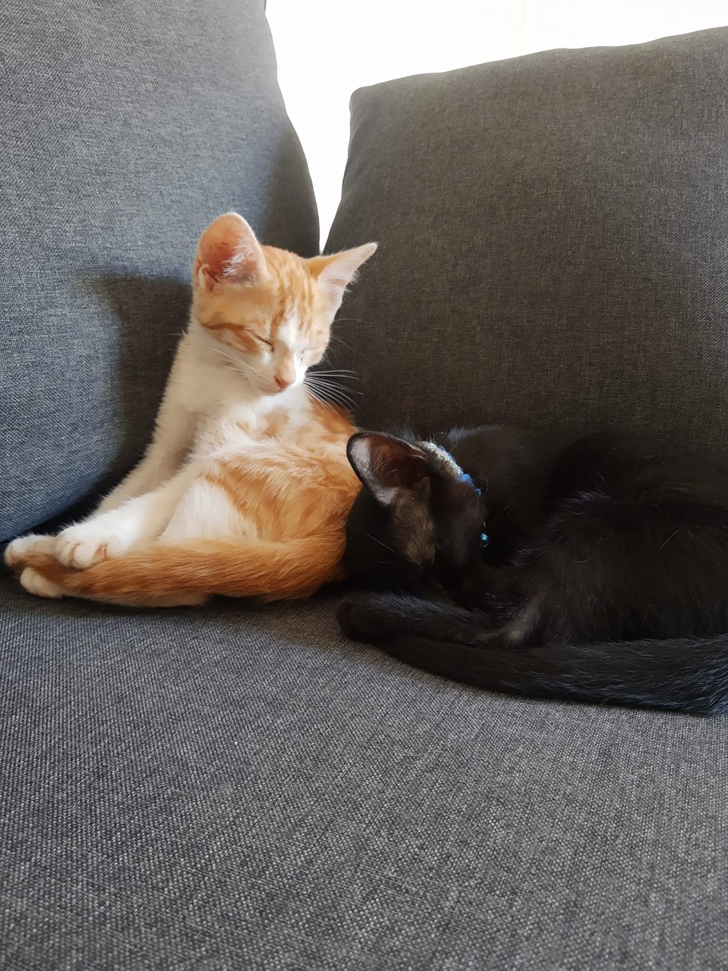 Suga e Vigil poucos dias depois da adoção