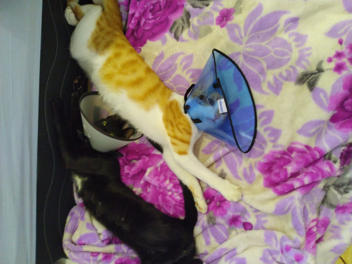 Recuperação em casa depois da castração
