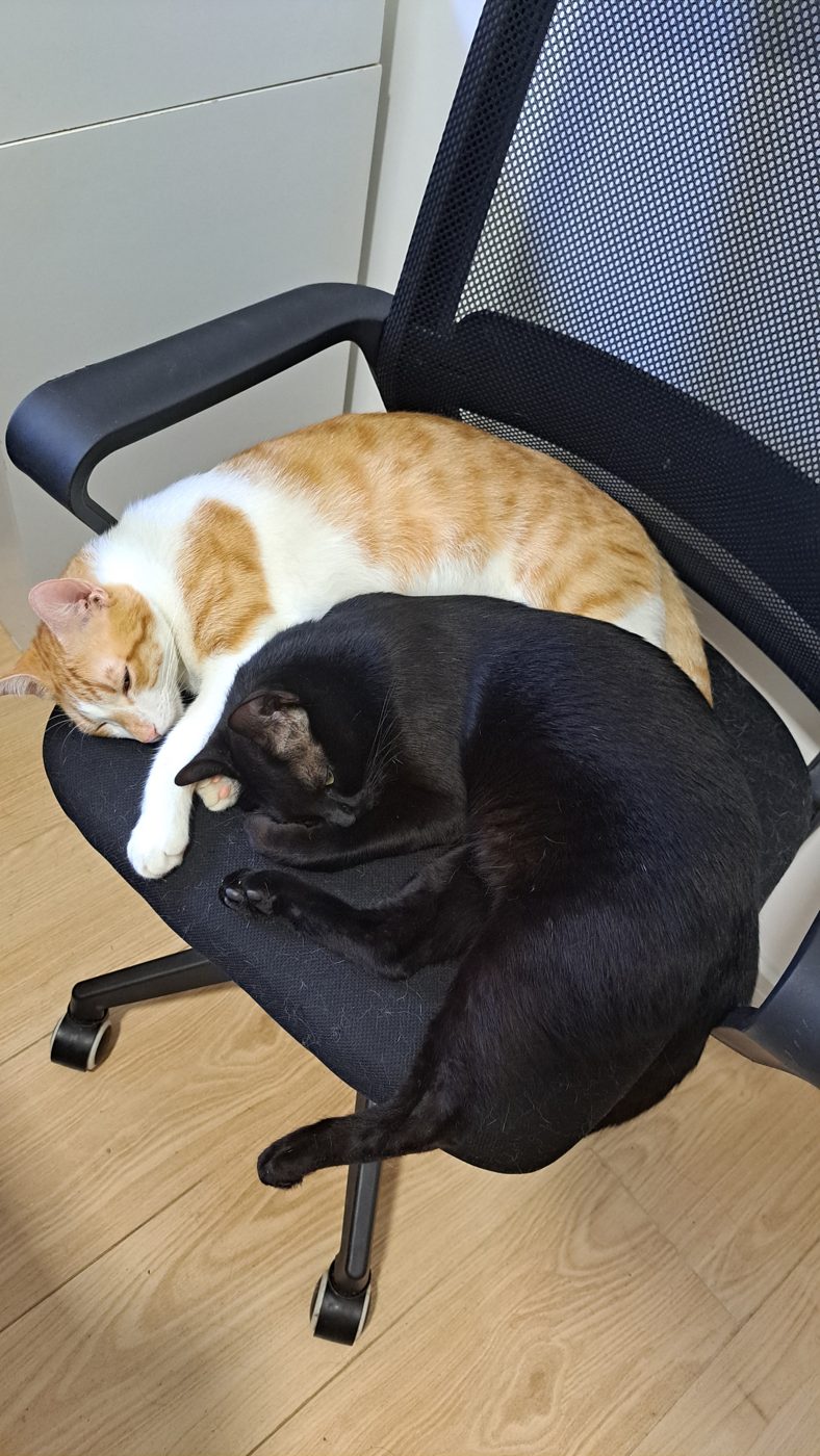 Suga e Vigil já adultos