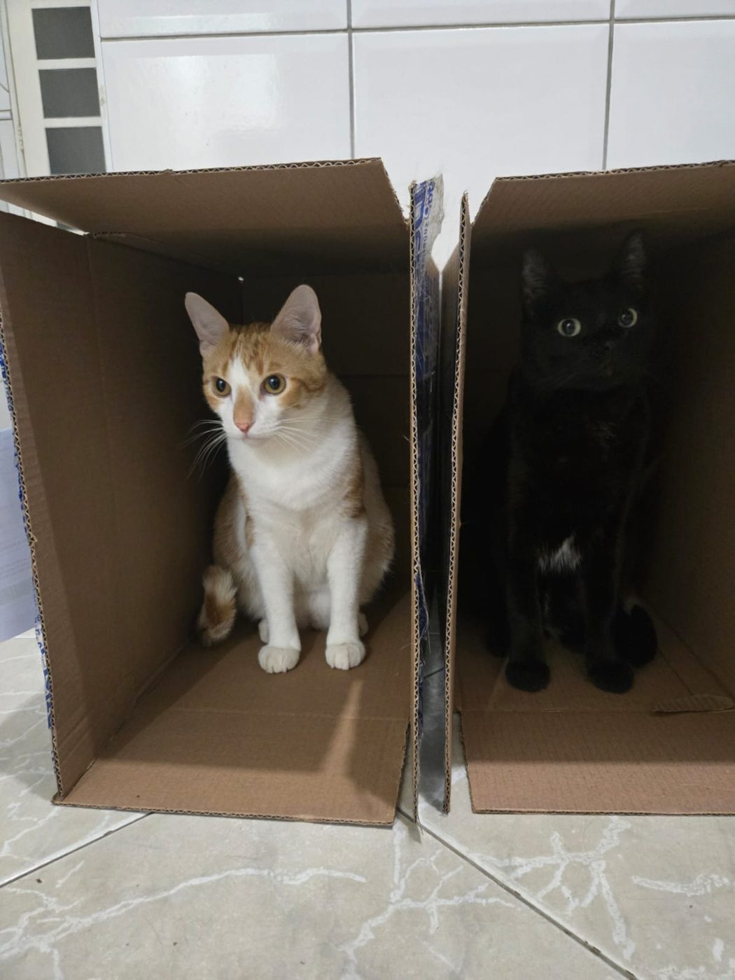 Os dois lado a lado, cada um em sua caixa