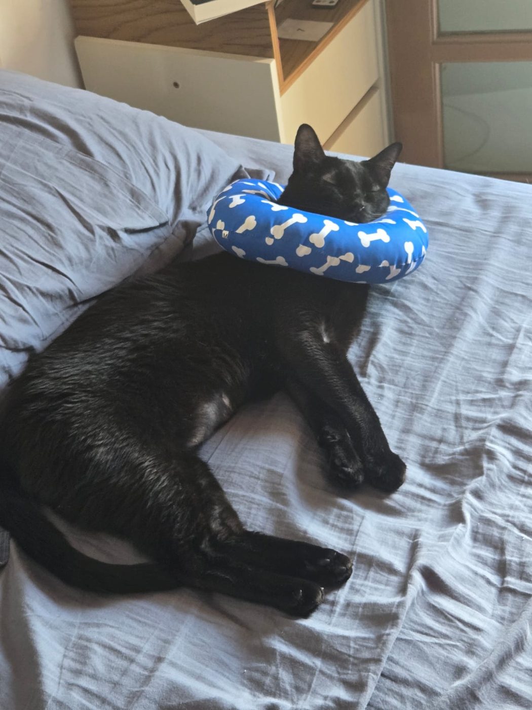 Vigil de colar, se recuperando de uma lesão
